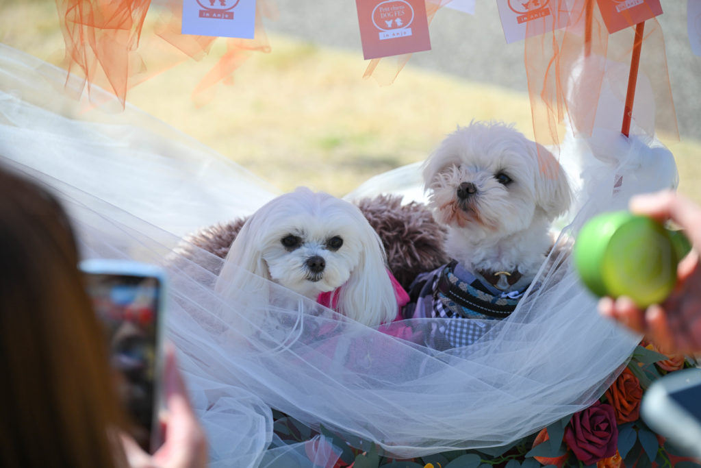 トリミングサロンファンプレイスが取り組んだ犬の暮らし向上のための安城市イベント